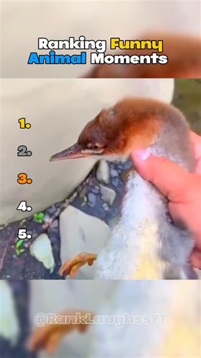 Ranking Funny Animal Moments 😂 #shorts