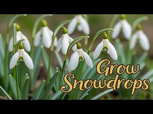 Why Snowdrops Are The Best Spring Flower to grow