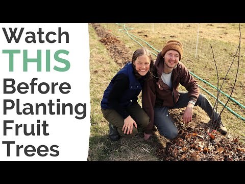 Beginner's Guide to Planting Fruit Trees | Fedco Fruit Trees | Considerations for Your Orchard