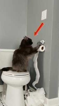 When Cats Get Startled Beyond Belief #shorts