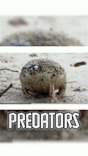 Frogs are really aggressive. #animalfacts #frog #wildlife #facts