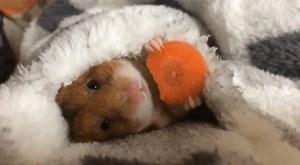 Treat yourself to a lazy Sunday. Let CurriesOnline.co.uk take care of the food this evening! | Curries Online