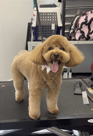 Cavoodle and Poodle Grooming Tips for a Fresh Look
