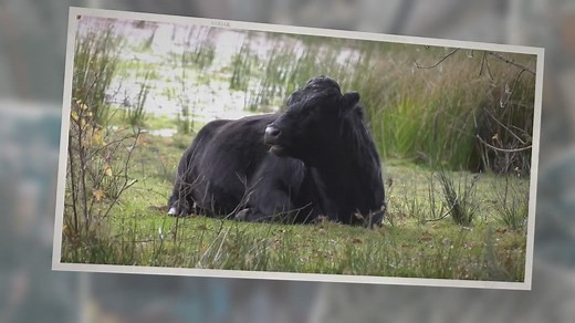 Applications Of GIS In Fisheries Management & Aquaculture - Fish Article