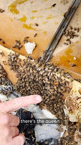 Do you have a messy wardrobe? 😂🍯🐝 I’m sure most of you have needed to give your sock drawer a tidy from time to time… However, our apiary manager Pete recently got more than he bargained for when he was called out to help a neighbour with a sticky situation... Check out this smooth cut-out and learn how to re-home bees who have moved into unexpected places... Want to watch the full video? Link in comments. #beeeducation #beekeeping #beerescue #beeremoval | Flow Hive