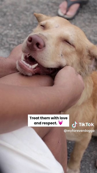 Help Homeless Dogs Find Loving Homes - Adopt, Provide, and Care for Them