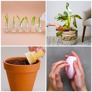 141M views · 1.3M reactions | You will wet your plants with these unusual gardening hacks! | Blossom | Facebook