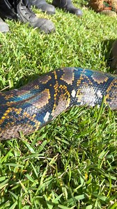 Reticulated pythons, like Cupcake here, have a beautiful rainbow-like iridescence to their scales! The iridescence can only be seen in direct, bright sunlight, and it was absolutely marvellous that visitors were able to see her in all her beauty when our Reptiles team brought her out to explore the Main Park 🐍 | Tim Faulkner
