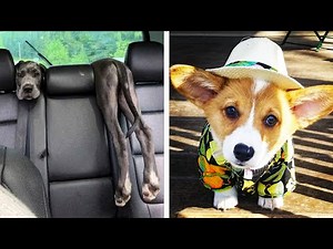 18 Goofy Animal Who Know How to Bring a Smile to Your Face