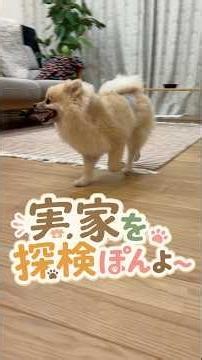 実家を探検ぽんよ〜 #shorts