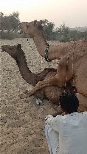 How Camels Mate – Educational Wildlife Insight II #desertanimals