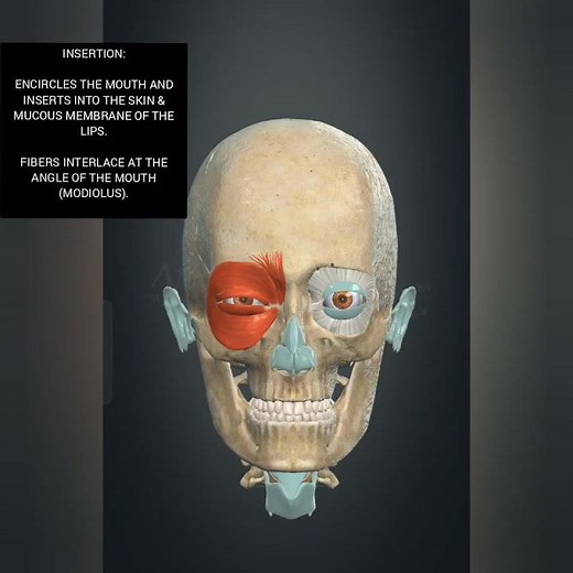 1. Orbicularis Oris Muscle – Anatomy and Clinical Importance#anatomy #muscle #nurse #3d #biology2025