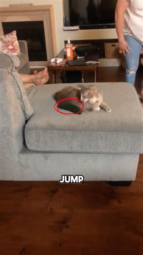 Why Cats Are Secretly Terrified Of Cucumbers 😳 #animalfacts #funny #cat #catfacts #viral #shorts