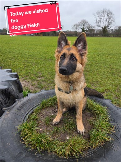 Today we took Phoenix our 6 month old German Shepherd too our local doggy field, She had a blast! #dog #germanshepherd #dogfield #6monthold #pup