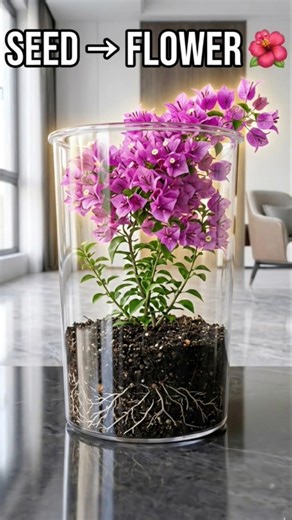 Bougainvillea Seed to Flower Timelapse 🌺 | Transparent Pot Magic Growth in 60 Seconds #shorts