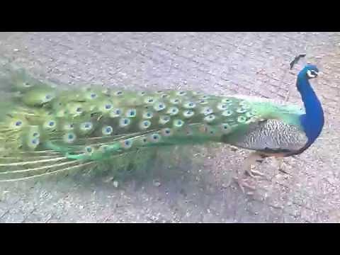 Beautiful Peacock opening feathers
