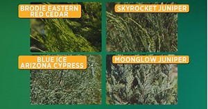 Gardening 101: Evergreen trees and shrubs