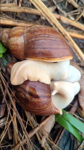 How Snail mating #nature #snail #villagelife #shortsfeed #shorts