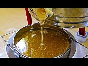 How To Harvest Extract PURE GOLDEN Honey First Honey Extraction of 2023 Batch 23/01 Beekeeping UK