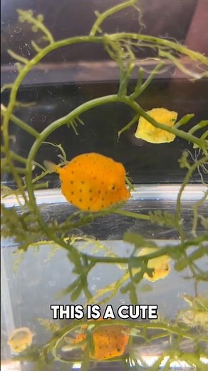 How to care for your yellow boxfish