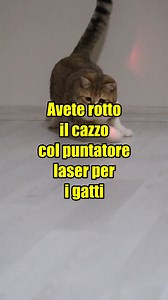 Se vi vedo un'altra volta giocare col puntatore laser vi piscio sullo zerbino. A proposito, nel mio canale sul sito dei video lunghi è uscito un video inerente all'argomento, sapete cosa fare. #siorgattini #divulgazionevillana #divulgazione #zoologia #natura #curiosità #animali #gatti #gatto | SiorGattini