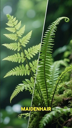 How to Grow and Care for Indoor Ferns #plants #plantssparkjoy #houseplants