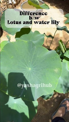 Difference between lotus and water lily #waterlily #lotus #difference #viral #waterleaf