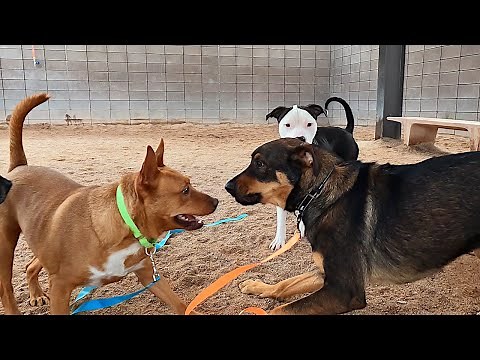 Dogs playing: Episode 65