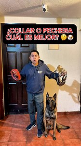 ¿Collar o pechera, qué es mejor para los paseos de tu perro?🤔🐶 #perros #mascotas #educacioncanina #perrofeliz #perrosgraciosos #educacioncanina #entrenamientocanino #obedienciacanina #pastorbelgamalinois #canecorso #pastoraleman #educantraining #pitbull | EduCan Training