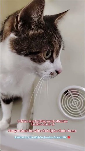 10 year old Pebbles 🐈 #catlovers #animalrescue