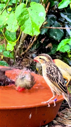 My aviary finches and softbills enjoying a bath 🛁🤩 #nature #aviary #birds #bird #finches