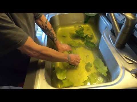 Processing Green Luffa Home Grown Sponge