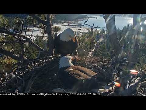 Jackie and Shadow's morning FOBBV CAM Big Bear Bald Eagle Live Nest Cam 1 / Wide View Cam 2