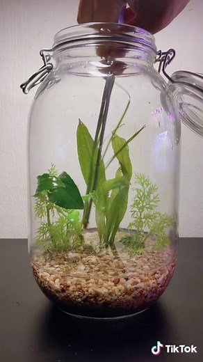 How To Create Your Own Jarrarium at Home