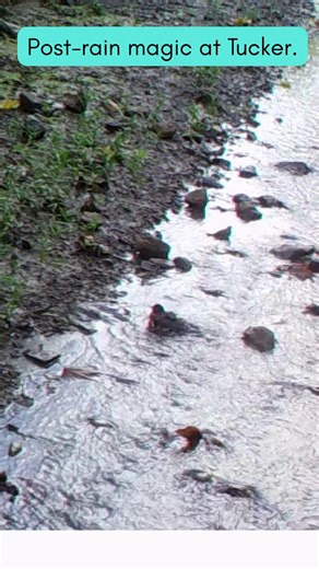 Environmental Nature Center on Instagram: "After the rain, ENC Tucker Wildlife Sanctuary comes alive. Birds pause for a bath in the freshened creek. A raccoon makes its careful way through the water. A fox stops for a quiet drink, stepping lightly across the stream. Moments like these are easy to miss — and impossible to forget. This is why protecting wild places matters. 🌿 📍 ENC Tucker Wildlife Sanctuary"