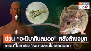 #TNNข่าวค่ำ : ด่วน “อะมีบากินสมอง” หลังล้างจมูก เตือน"ไข้ลาสซา"ระบาดลามไข้เลือดออก . ผู้เชี่ยวชาญด้านสาธารณสุข สหรัฐฯ ระบุว่า พบผู้เสียชีวิตหลังติดเชื้อ “อะมีบากินสมอง” ที่หาได้ยาก โดยผู้เสียชีวิตน่าจะติดเชื้อ หลังจากล้างโพรงจมูกด้วยน้ำประปา โดยเชื้อ “อะมีบา” ชนิดนีเกลอเรีย (Naegleria fowleri)ซึ่ง เป็นอะมีบากินสมองหายาก สามารถติดเชื้อในสมองผ่านทางจมูก ขณะที่ ข้อมูลของศูนย์ควบคุมและป้องกันโรคของสหรัฐ หรือ ซีดีซี ระบุว่า การติดเชื้อมักทำให้เสียชีวิตได้ แต่ยืนยันว่าไม่เป็นอันตรายสำหรับผู้ที่ดื่มน้ำ