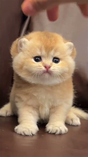 030 Mèo Siêu Dễ Thương ❤️ Chú Mèo Gấu Version Dễ Thương Nhất! #shorts #mèo #cat