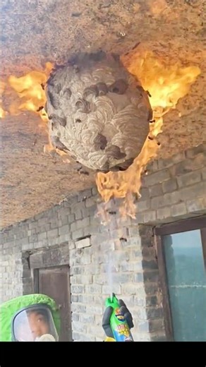 Giant Wasp Nest Removed with Fire Spray! Extreme Nest Removal Tactics! 🐝🔥
