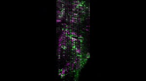 File:Two-photon-calcium-imaging-during-fictive-navigation-in-virtual-environments-Movie3.ogv - Wikimedia Commons