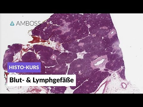 Histology of blood vessels and lymphatic vessels - Microscopic anatomy - AMBOSS Video