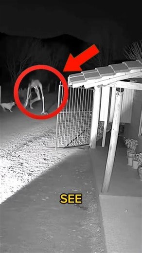 Is This Animal Normal… or Is Something Off? 👀#NightVision#CreepyFootage#OpticalIllusion