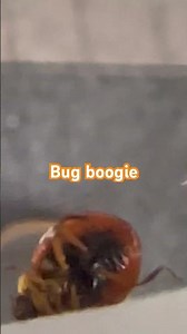 Funky Bug gets down #bug #insects #funny