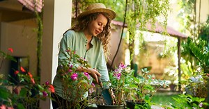 Cet arbre à croissance rapide va embellir vos jardins et ravir les jardiniers impatients