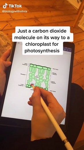 Understanding Plant Tissue Structure and Function for GCSE Biology Students