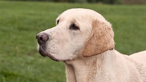 Woman shot after dog steps on gun inside pickup truck, police say