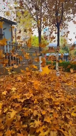 #tiktok #foryou #beauty #autumn #wind #fallingleaves #yellowleaves #leaves #sceneryvideos #scenery