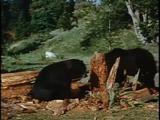 激突!! グリズリーVSアメリカクロクマ