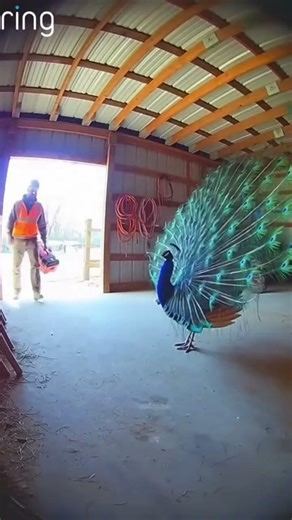 Peacock’s Epic Barn Entrance Startles Construction Worker! 😂🦚