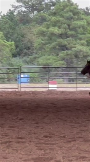 When blast hits the corner he turns heads!!! He makes it so fun so quick and fun to ride i wish they where all this fun!!! (He is for sale 65,💥💥💥) #barrelbarbie #bayleighchoate #barrelhorses #barrelracing #blast #forsale #rodeo #beastmode