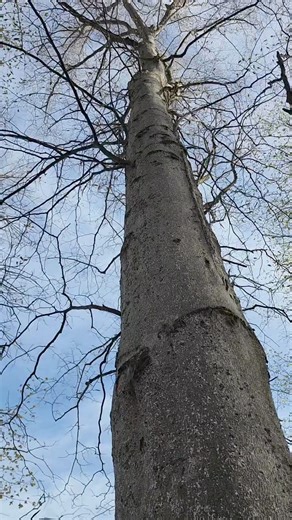 Beech Bark Disease, caused by beech scale(a beetle bug) is causing havoc on both public and private timberlands! | Logger Mack